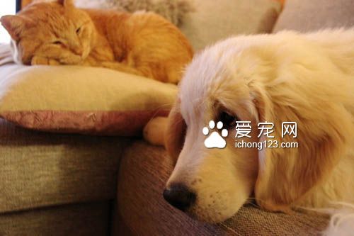 猫咪终于被“磨人的小妖精”给征服了！