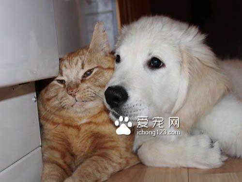 猫咪终于被“磨人的小妖精”给征服了！