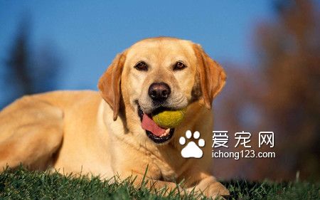 小狗吃什么会死 狗狗不能吃的12种食物