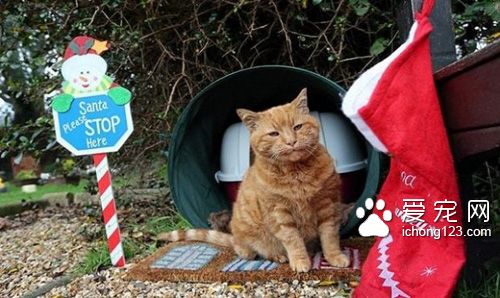 英国墓园猫高龄二十岁辞世　民众为它造墓留言缅怀