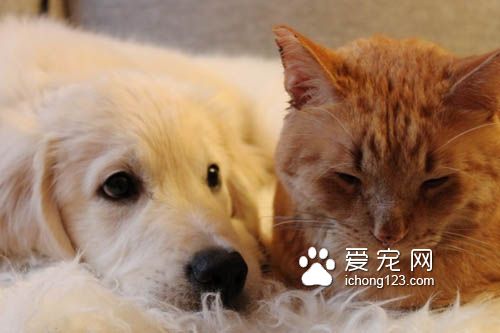 猫咪终于被“磨人的小妖精”给征服了！