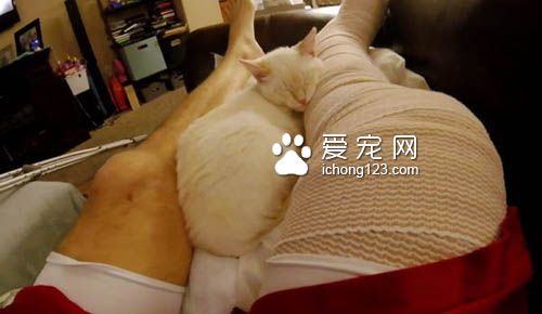 超可爱喵星人寸步不离 照顾腿打石膏的主人