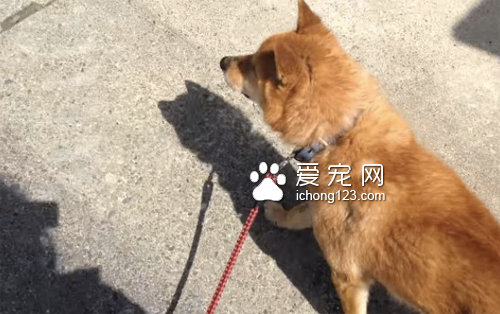 想带狗狗去打针 但它嗅出“危险的味道”拒绝前进