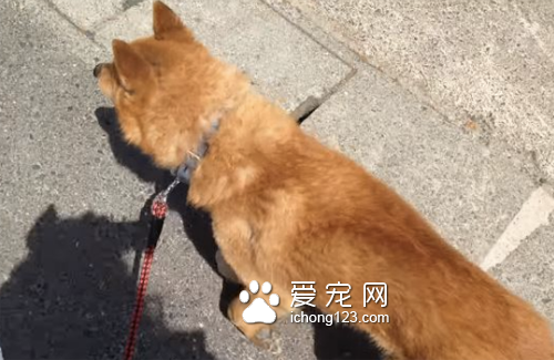 想带狗狗去打针 但它嗅出“危险的味道”拒绝前进