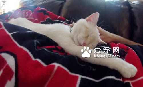 超可爱喵星人寸步不离 照顾腿打石膏的主人