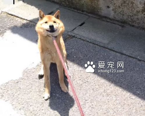 想带狗狗去打针 但它嗅出“危险的味道”拒绝前进