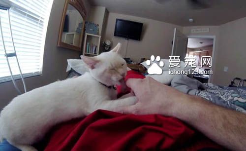 超可爱喵星人寸步不离 照顾腿打石膏的主人