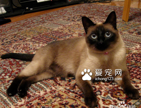 猫做绝育多少钱 一般是在160-300元之间