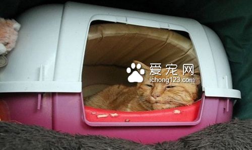 英国墓园猫高龄二十岁辞世　民众为它造墓留言缅怀