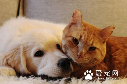 猫咪终于被“磨人的小妖精”给征服了！