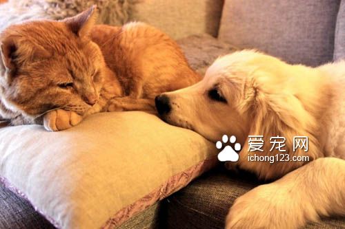 猫咪终于被“磨人的小妖精”给征服了！