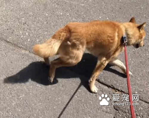 想带狗狗去打针 但它嗅出“危险的味道”拒绝前进