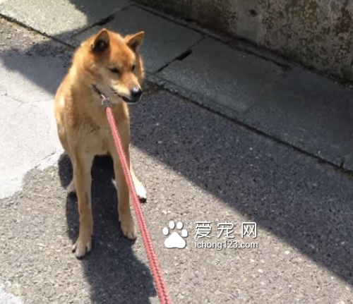 想带狗狗去打针 但它嗅出“危险的味道”拒绝前进