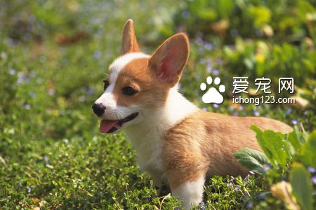 狗吃什么马上死 不要给狗狗吃鱼骨头