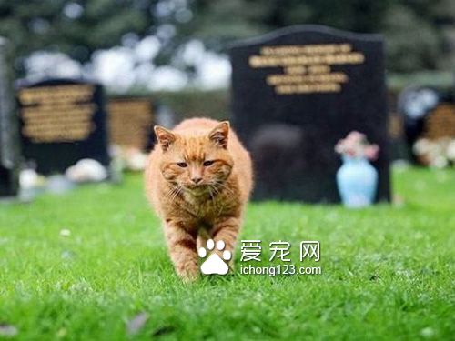 英国墓园猫高龄二十岁辞世　民众为它造墓留言缅怀