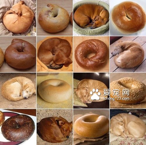 贝果和狗狗，傻傻分不清？