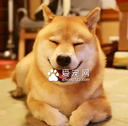 揣起手，卖个萌