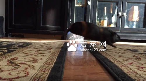 地板有这么可怕吗?天竺鼠不愿意走地毯以外的地方
