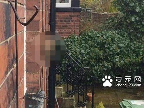 到底哪里惹到这位喵星人老大了?竟遭到邻居猫狠瞪