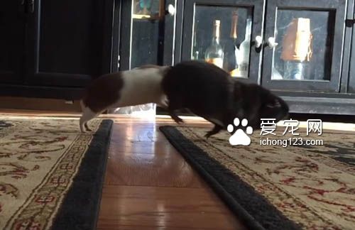 地板有这么可怕吗?天竺鼠不愿意走地毯以外的地方