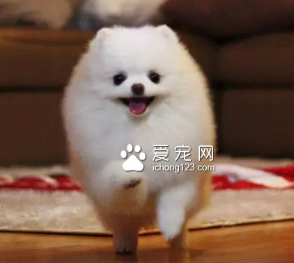 天生喜欢笑的它，萌翻了！