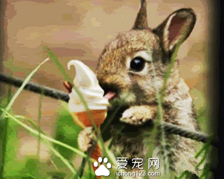 小兔子也爱吃雪糕吗？