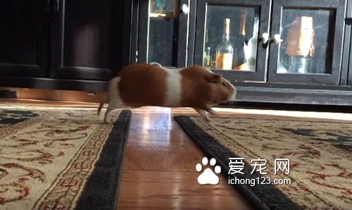 地板有这么可怕吗?天竺鼠不愿意走地毯以外的地方