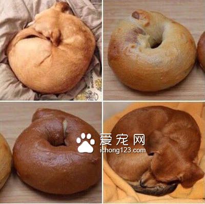 贝果和狗狗，傻傻分不清？