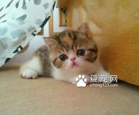 猫咪不吃不喝怎么办 首先要找出病因