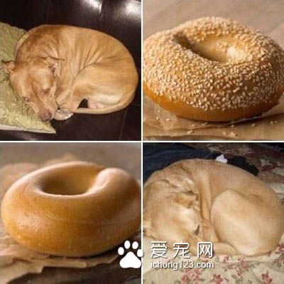 贝果和狗狗，傻傻分不清？