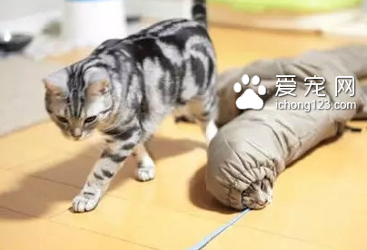 猫蛇来了！