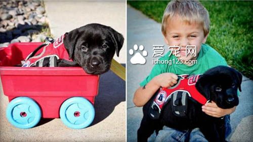 身负重任的服务犬,黑拉拉多次救男孩!