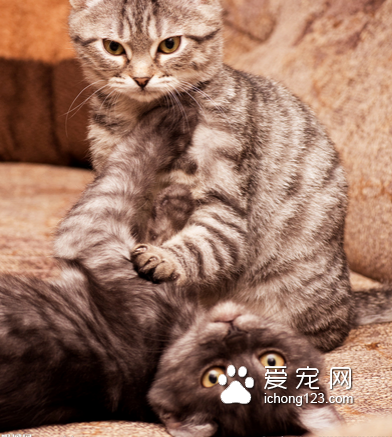 猫如何交配 猫咪通常是在夜间进行交配