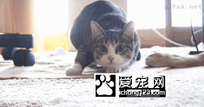 喵星人太有魔性了