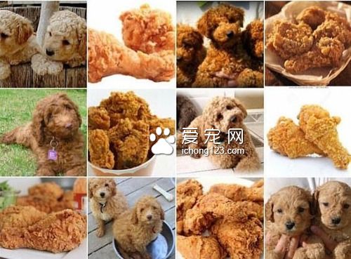 贝果和狗狗，傻傻分不清？