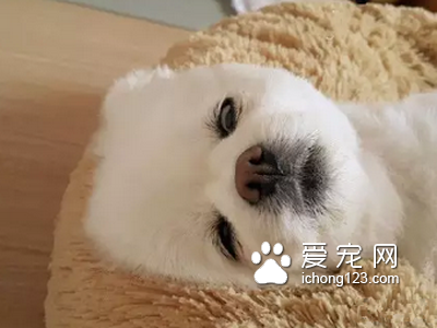 你怎么能伤我的心