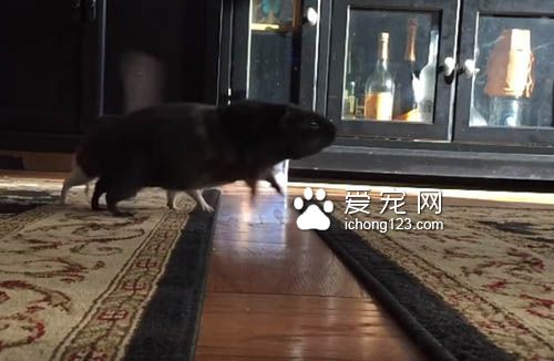 地板有这么可怕吗?天竺鼠不愿意走地毯以外的地方