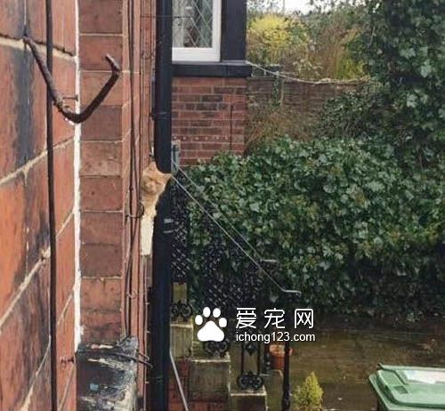 到底哪里惹到这位喵星人老大了?竟遭到邻居猫狠瞪