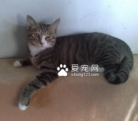 猫咪便秘怎么办 保证日常充足的供水