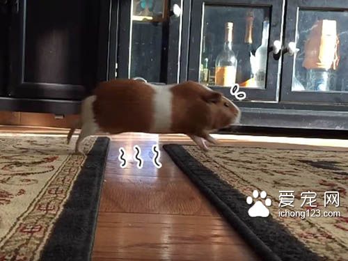 地板有这么可怕吗?天竺鼠不愿意走地毯以外的地方