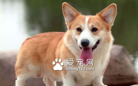 狗粮一个月多少钱 优质狗粮含有3种成分