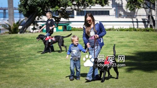 身负重任的服务犬，黑拉拉多次救男孩！