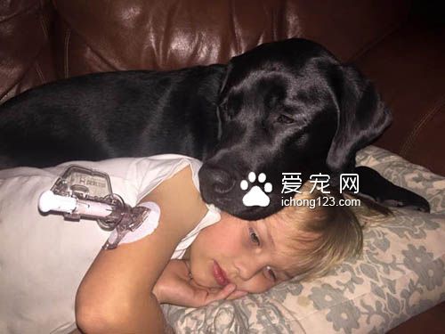 身负重任的服务犬,黑拉拉多次救男孩!