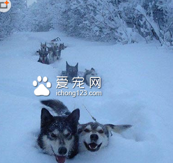 尼玛,这雪也太厚了