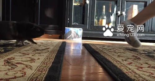 地板有这么可怕吗?天竺鼠不愿意走地毯以外的地方