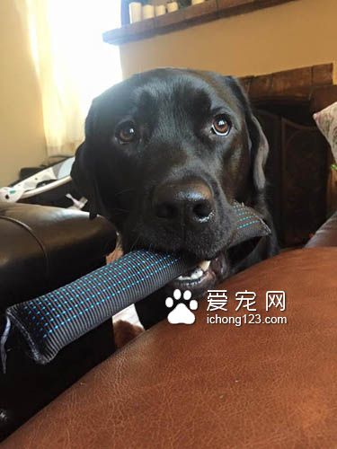 身负重任的服务犬，黑拉拉多次救男孩！