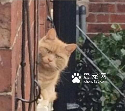 到底哪里惹到这位喵星人老大了?竟遭到邻居猫狠瞪