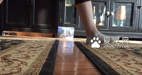 地板有这么可怕吗?天竺鼠不愿意走地毯以外的地方