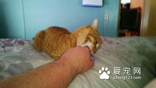 猫咪喜怒无常被摸摸的六阶段心情转折