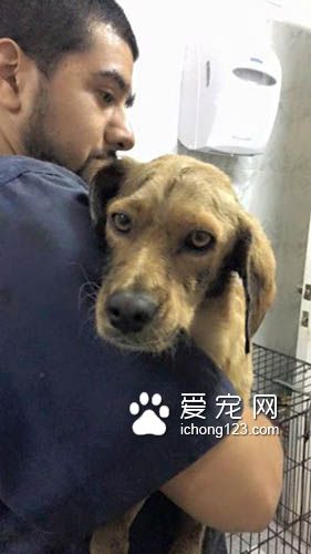 残忍的主人把狗狗丢尽沥青湖 幸得好心人及时救援